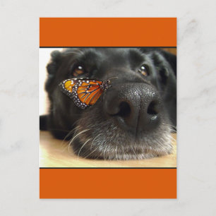BLack-Labor-Hund mit Schmetterling Postkarte