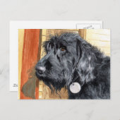 Black Labradoodle #1 Postkarte (Vorne/Hinten)