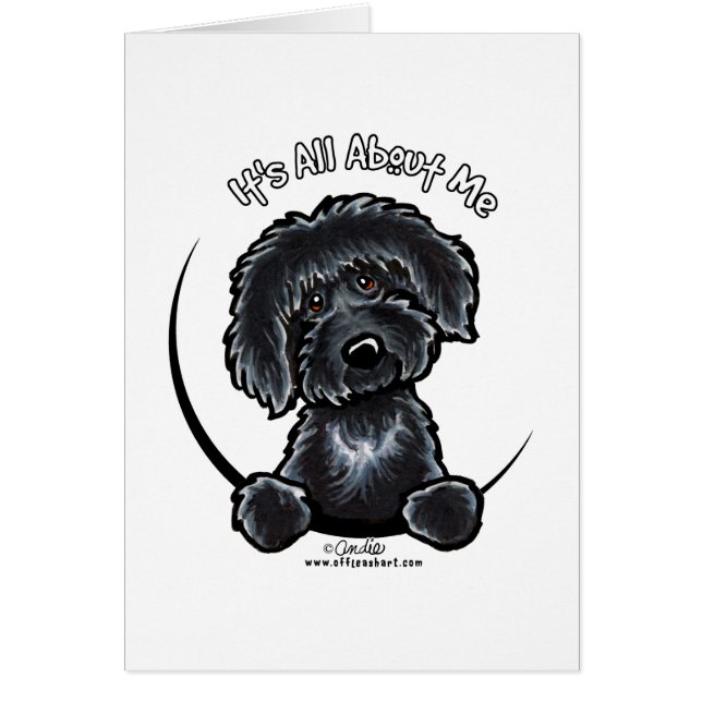 Black Labradoodle IAAM Simple (Vorne)
