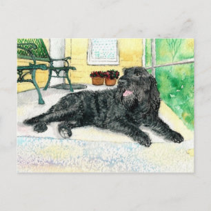 Black Labradoodle Postkarte