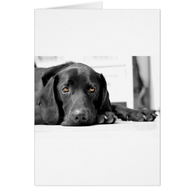 Black Labrador (Vorne)