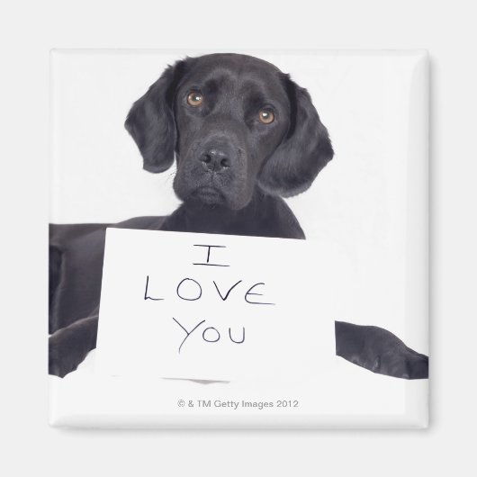 Black Labrador 13 Monate Magnet (Vorne)