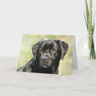 Black Labrador Birthday Card Karte