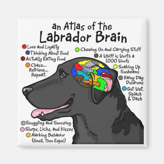 Black Labrador Brain Atlas Magnet