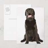 Black Labrador (Canis familiaris), Panting, Postkarte (Vorne/Hinten)