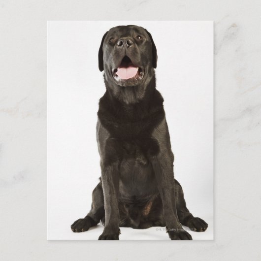 Black Labrador (Canis familiaris), Panting, Postkarte (Vorderseite)