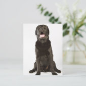 Black Labrador (Canis familiaris), Panting, Postkarte (Stehend Vorderseite)