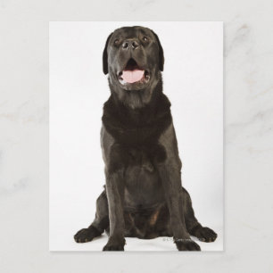 Black Labrador (Canis familiaris), Panting, Postkarte