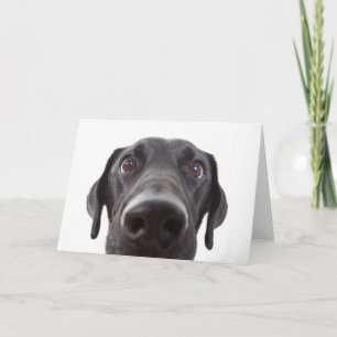 Black Labrador Closeup Portrait Karte