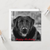 Black Labrador Foto Pet Dog Karte (Vorderseite/Rückseite Beispiel)