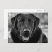 Black Labrador Foto Pet Dog Postkarte (Vorne/Hinten)
