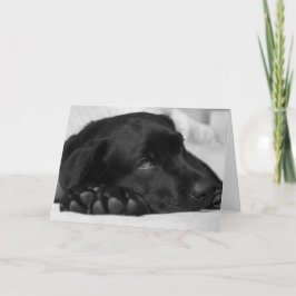 Black Labrador Get Well Card Karte