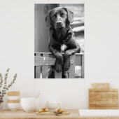 Black Labrador Hund Poster Print (Küche)