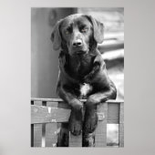 Black Labrador Hund Poster Print (Vorne)