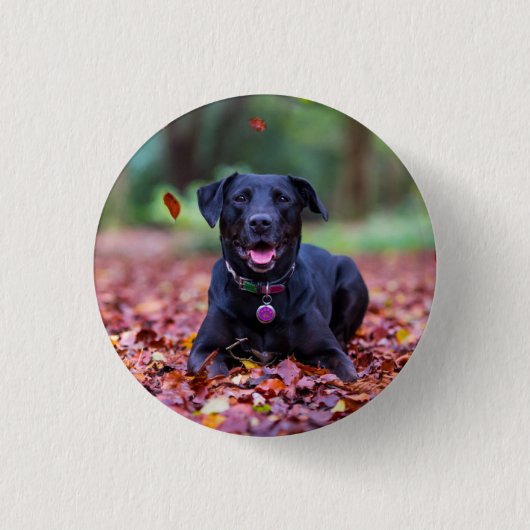 Black Labrador In Fall Leaves Button (Vorderseite)
