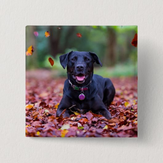 Black Labrador In Fall Leaves Button (Vorderseite)