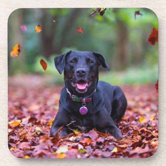 Black Labrador In Fall Leaves Getränkeuntersetzer (Vorderseite)