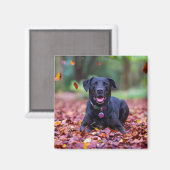 Black Labrador In Fall Leaves Magnet (Vorderseite/Rückseite)