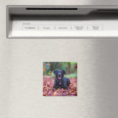Black Labrador In Fall Leaves Magnet (In Situ (Geschirrspüler))