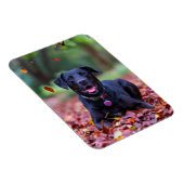Black Labrador In Fall Leaves Magnet (Rechte Seite)
