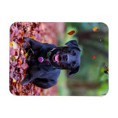 Black Labrador In Fall Leaves Magnet (Horizontal)