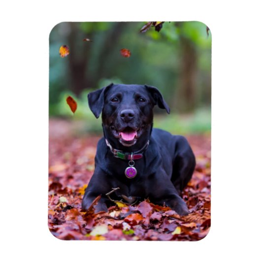 Black Labrador In Fall Leaves Magnet (Vertikal)