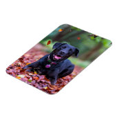 Black Labrador In Fall Leaves Magnet (Linke Seite)