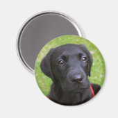 Black Labrador Magnet (Vorderseite/Rückseite)