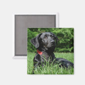 Black Labrador Magnet (Vorderseite/Rückseite)