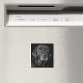 Black Labrador Magnet (In Situ (Geschirrspüler))