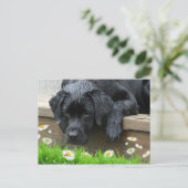 Black Labrador Niedlich Dog Daisy Blume Ladybug Postkarte (Stehend Vorderseite)
