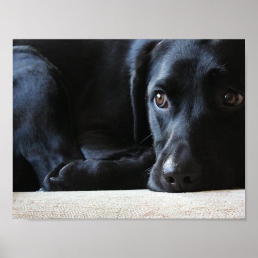 Black Labrador Poster (Vorne)