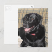 Black Labrador Postkarte (Vorne/Hinten)