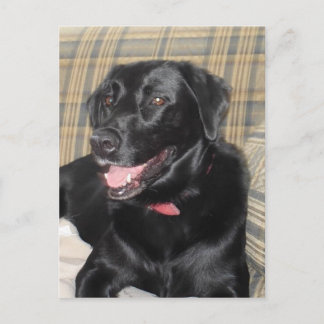 Black Labrador Postkarte