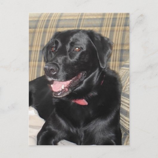 Black Labrador Postkarte (Vorderseite)