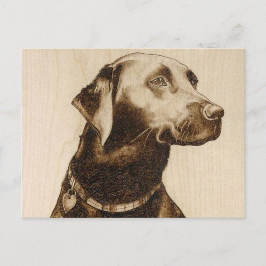 Black Labrador Postkarte (Vorderseite)