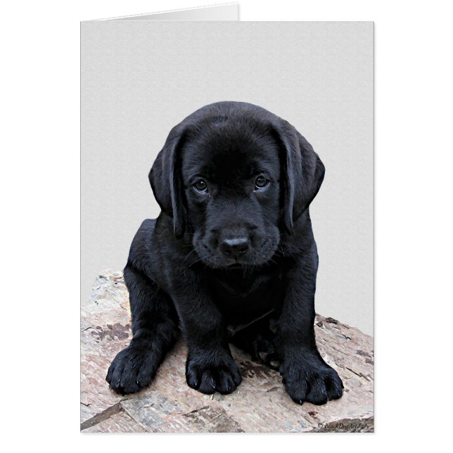 Black Labrador Pup (Vorne)
