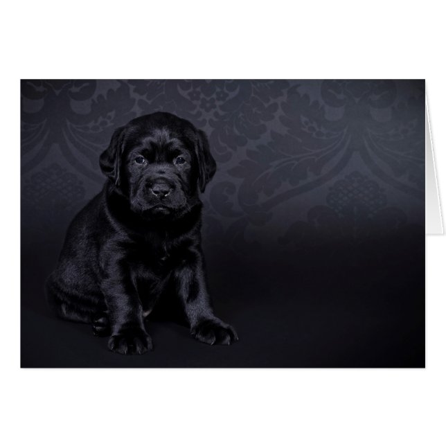Black Labrador Puppy (Vorderseite (Horizontal))