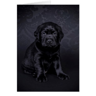 Black Labrador Puppy