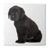 Black Labrador Puppy Fliese (Vorderseite)