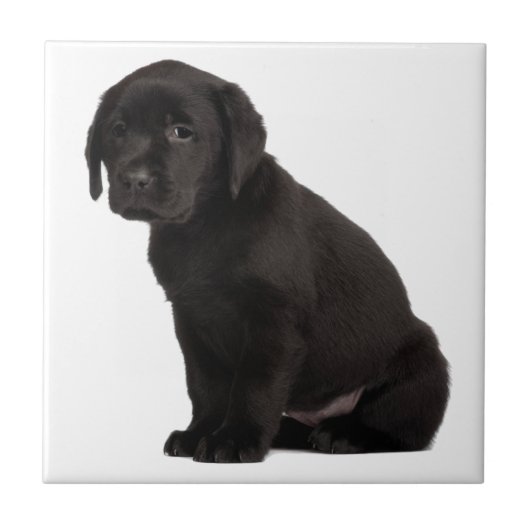 Black Labrador Puppy Fliese (Vorderseite)