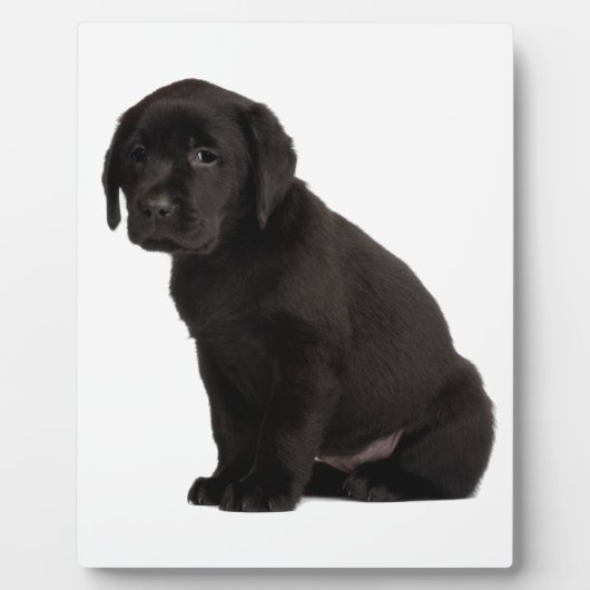 Black Labrador Puppy Fotoplatte (Vorderseite)