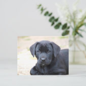 Black Labrador Puppy Postcard Postkarte (Stehend Vorderseite)