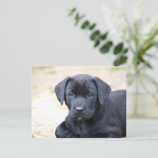 Black Labrador Puppy Postcard Postkarte (Stehend Vorderseite)