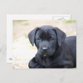 Black Labrador Puppy Postcard Postkarte (Vorne/Hinten)