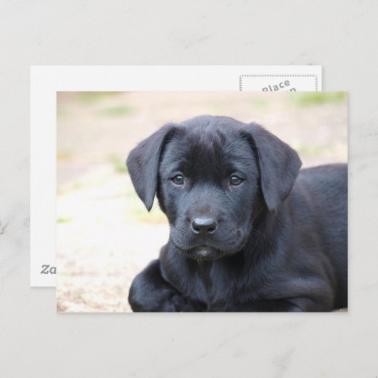 Black Labrador Puppy Postcard Postkarte (Vorne/Hinten)