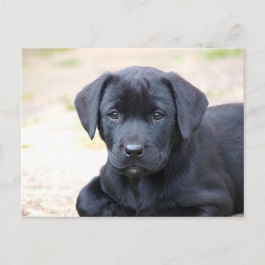 Postkarte black Labrador dog with flower schwarzer Labrador  mit einer Blume