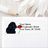 Black Labrador Puppy und Poppy (Insitu)