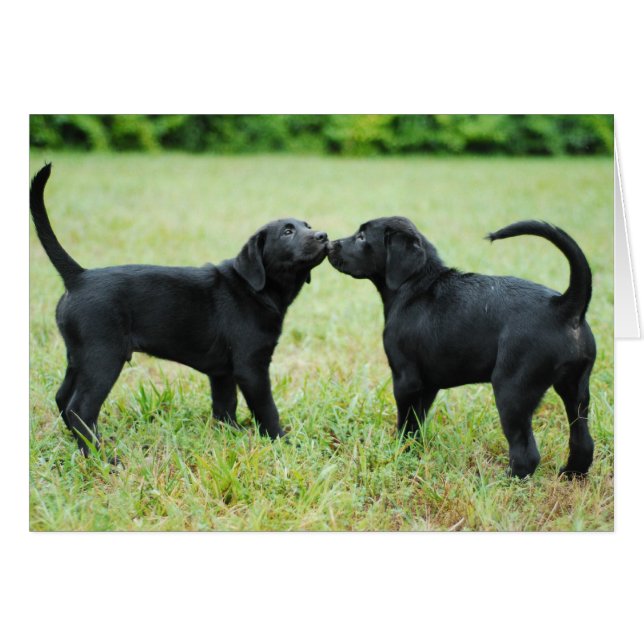 Black Labrador Retriever (Vorderseite (Horizontal))