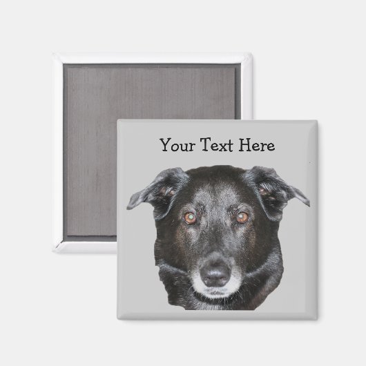 Black Labrador Retriever Dog Magnet (Vorderseite/Rückseite)
